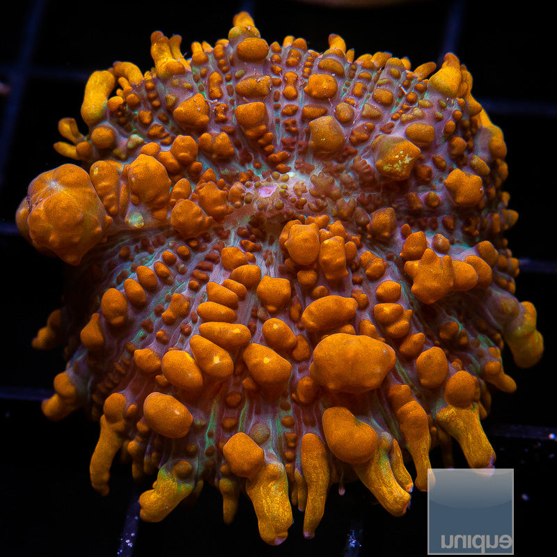 UC Raunchy Bounce Mushroom-WYSIWYG