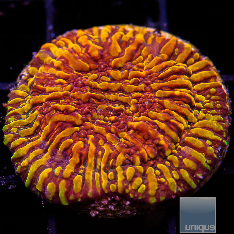 UC Magma Chalice