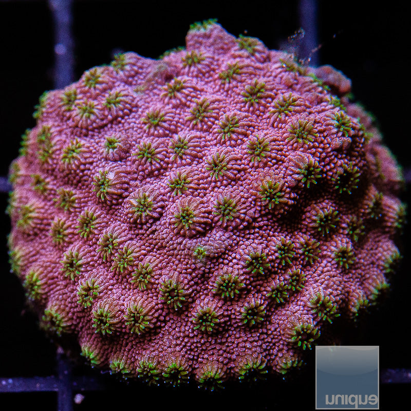 UC Skittlebomb Cyphastrea-WYSIWYG