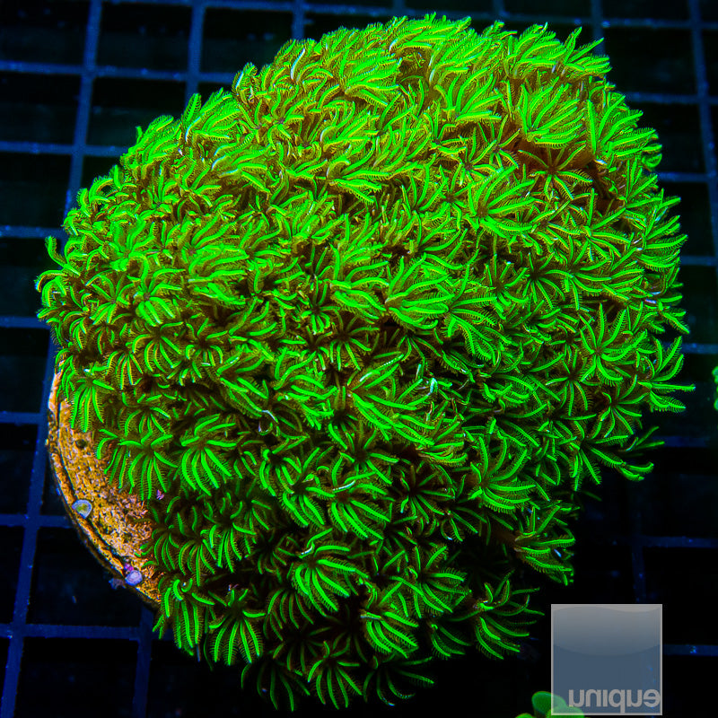 Lg Neon Pipe Organ Coral Colony-WYSIWYG