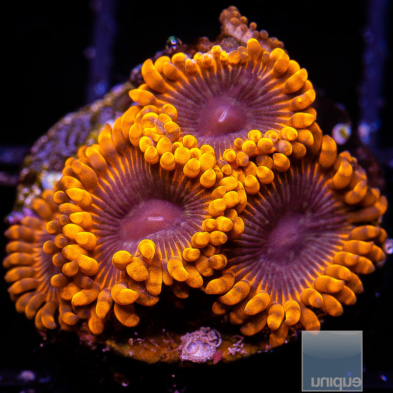 UC Tarantula Zoas-WYSIWYG