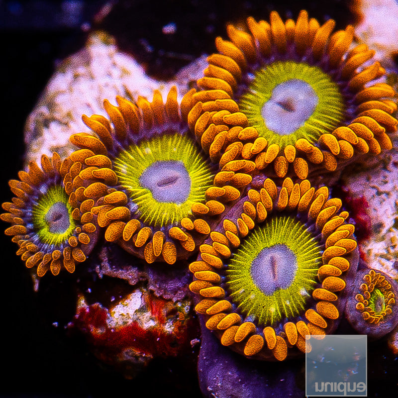 Blonde Eye BB zoa-WYSIWYG