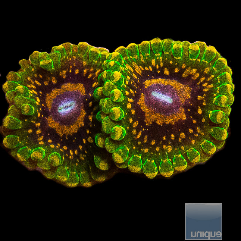 UC GMK Zoas-WYSIWYG