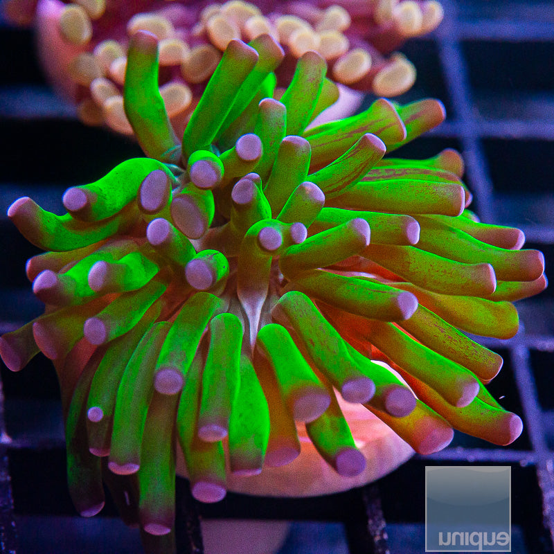 UC Purple Tip Branching Hammer-WYSIWYG