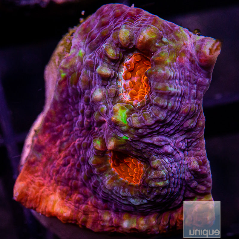 Aussie Chalice-WYSIWYG