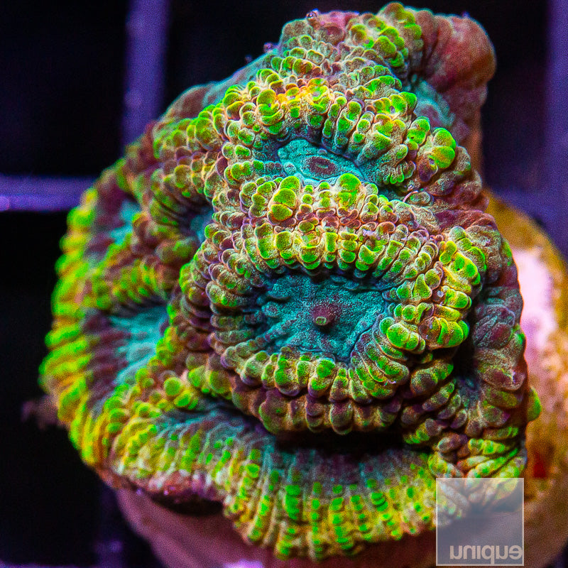 Favia of the Gods-WYSIWYG