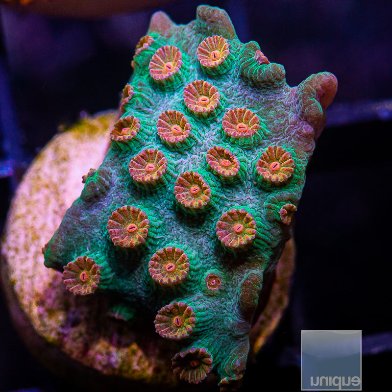 Meteor Shower Cyphastrea-WYSIWYG