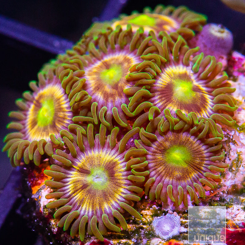 Nirvana Zoanthid-WYSIWYG