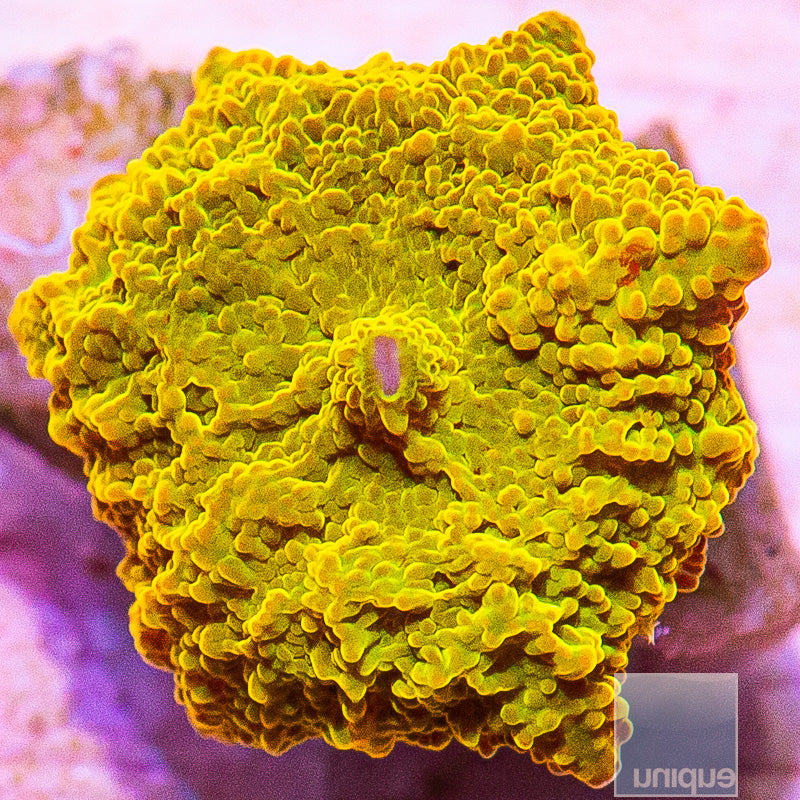 UC Burnt Orange OG Jawbreaker