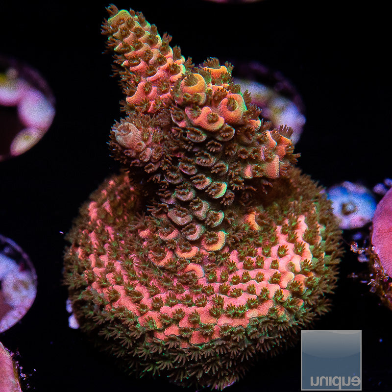 UC Golden Goose Milliepora-WYSIWYG