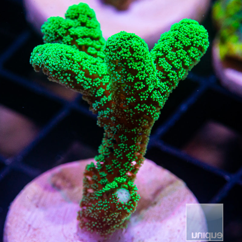 Thick Branched Green Birdsnest-WYSIWYG