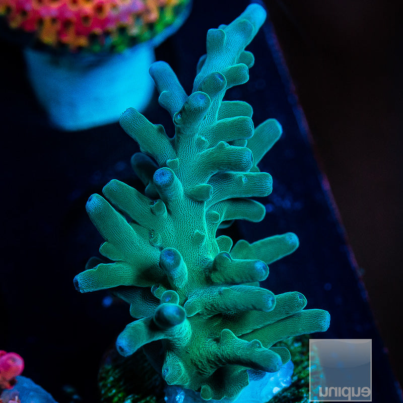 UC Hawkins Echinata-WYSIWYG