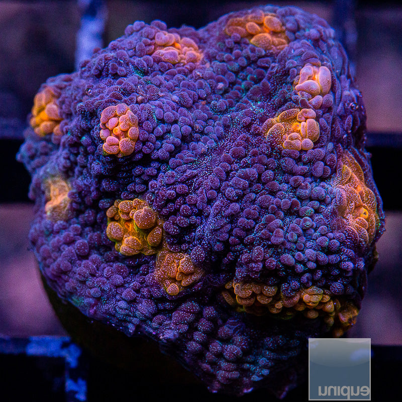 Miami Hurricane Chalice