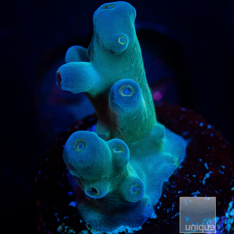 Peng's Blue Monster-WYSIWYG