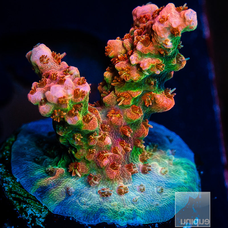 CB Tangerine Dream-WYSIWYG