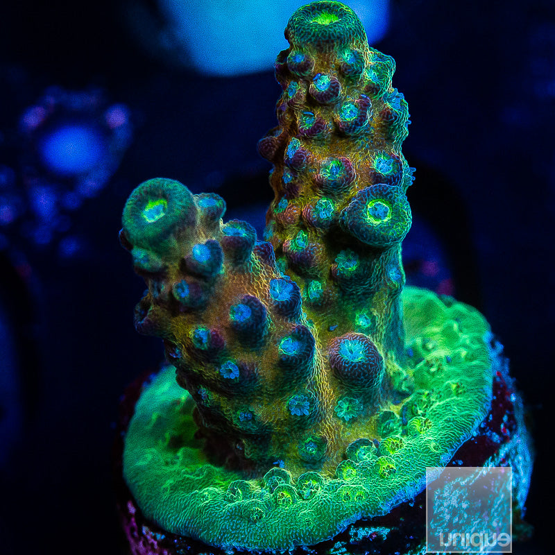 WWC Nuclear Grapes-WYSIWYG
