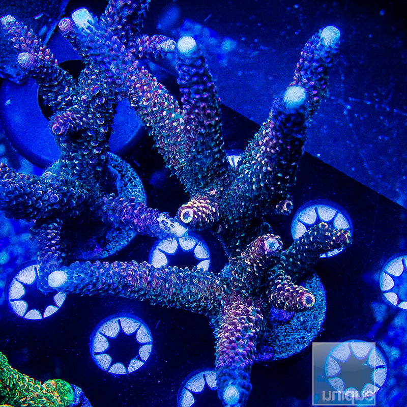 Hugo's Rainbow Stag Colony