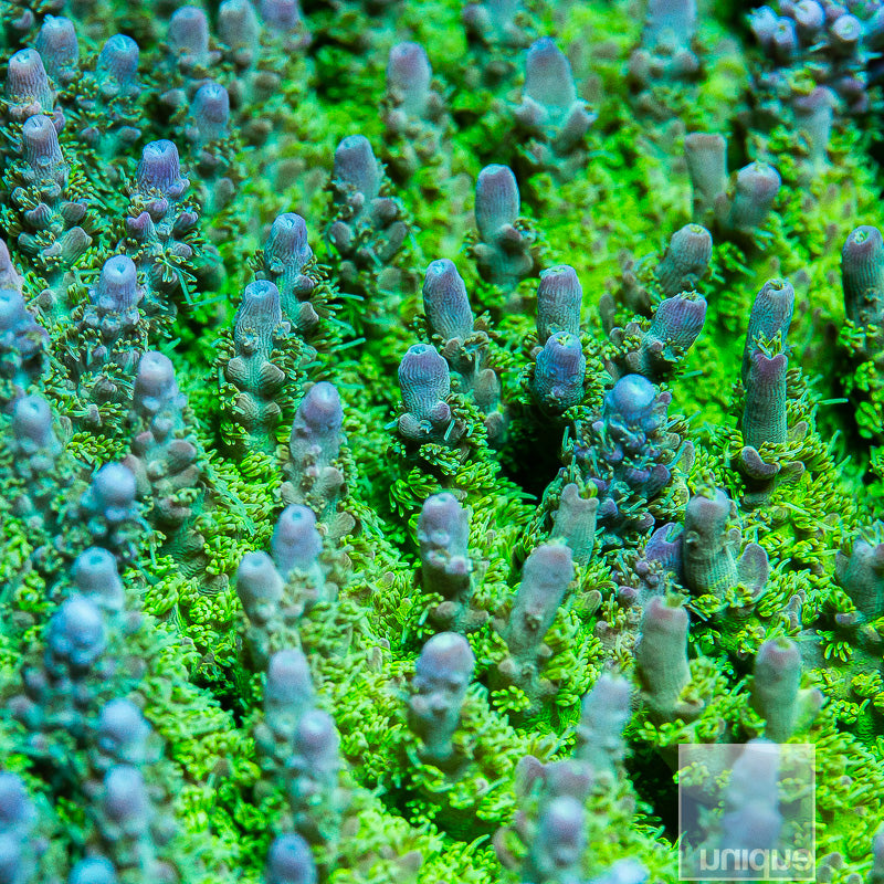 GSC Sonic Boom