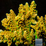 UC Orange Creamsicle