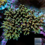 LRO Buzz Lightyear