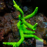 Green Slimer Staghorn