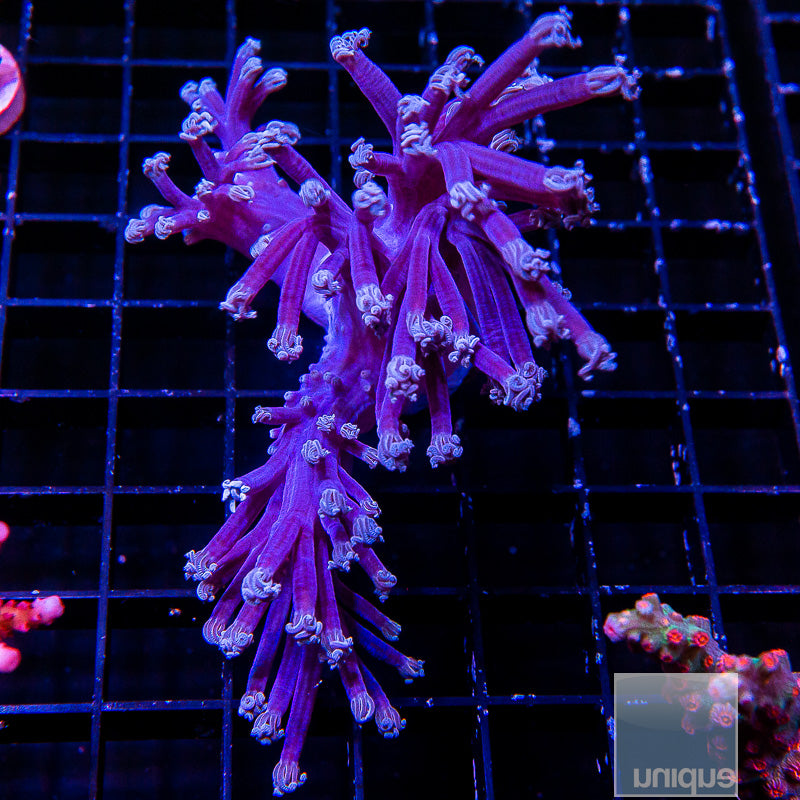 Cespitularia-WYSIWYG