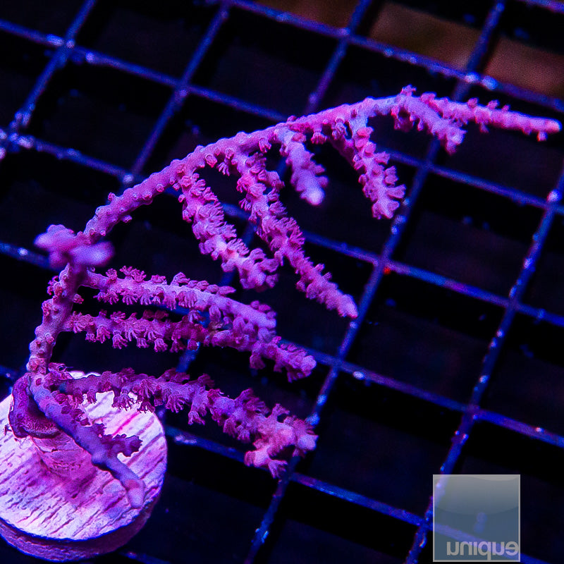 Purple Gorgonian-WYSIWYG