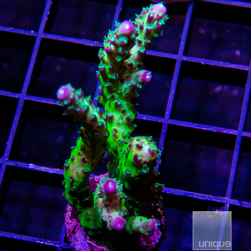 Purple Tip Acropora-WYSIWYG