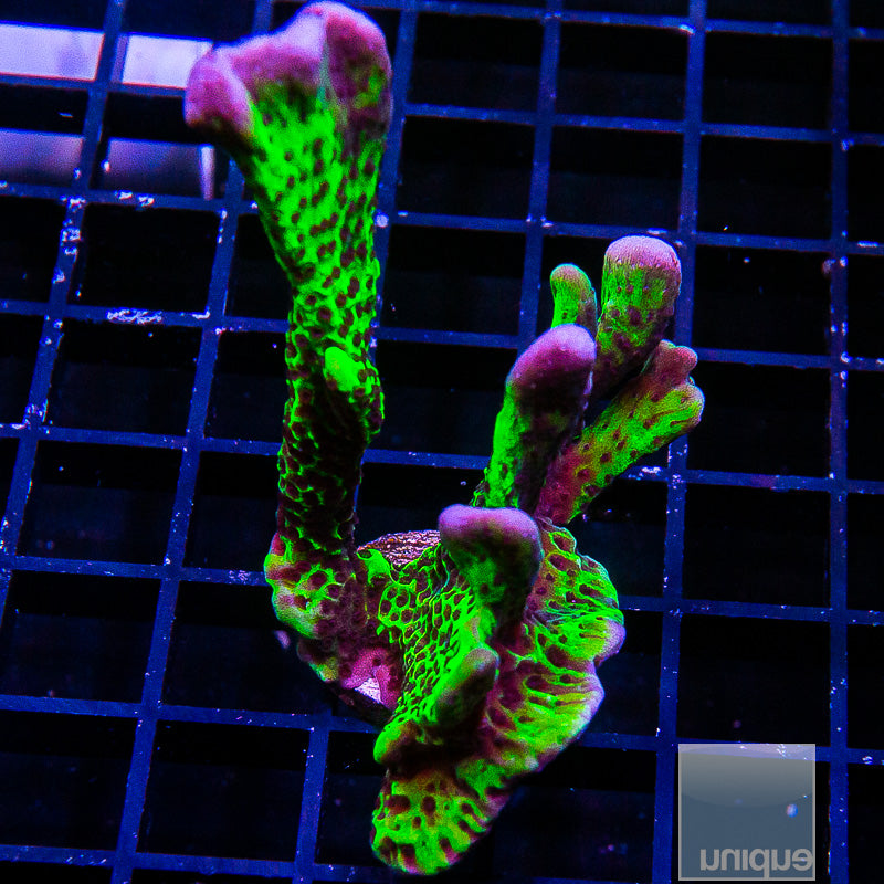 Green Spongodes Colony-WYSIWYG