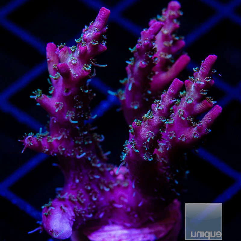 TSA The Fuzz-WYSIWYG