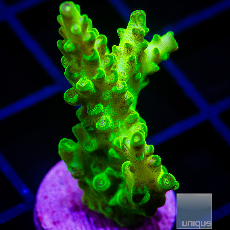 Green Acropora