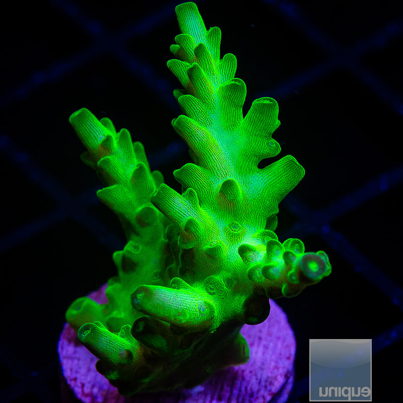 Green Acropora-WYSIWYG