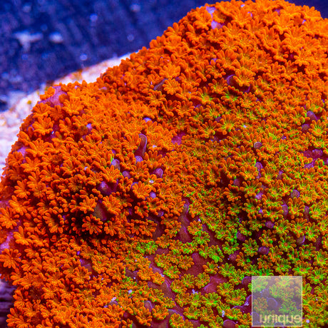 UC Rainbow Montipora
