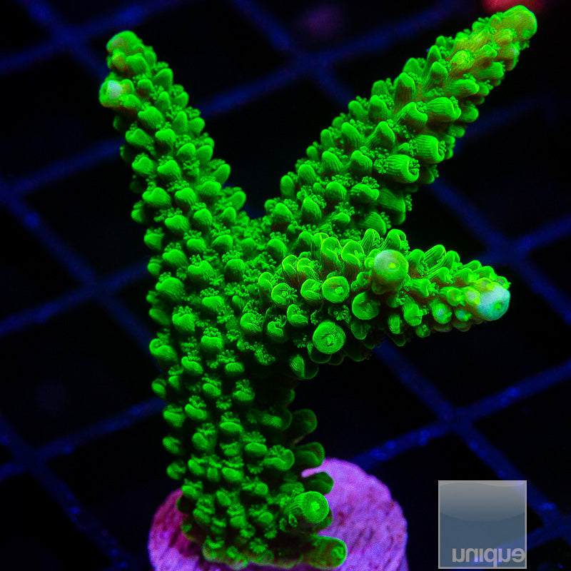 Green Slimer-WYSIWYG