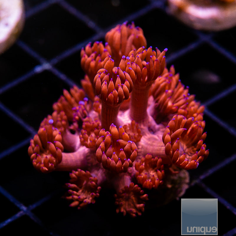 UC Hot Pink Goni-Stock Frag