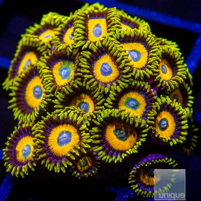 Blue Eye Blondes Zoanthid Colony-WYSIWYG