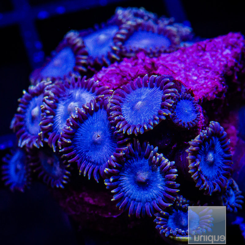 Glenn's Blue Zoanthid