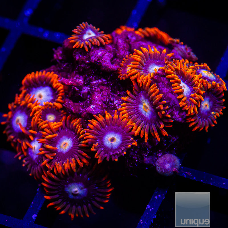 Red Skirt Zoanthid Colony