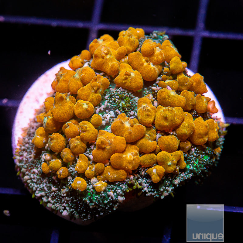 UC Sunkist Bounce Mushroom-WYSIWYG