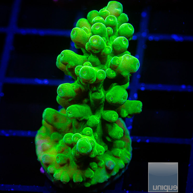 Frogskin Acropora-WYSIWYG
