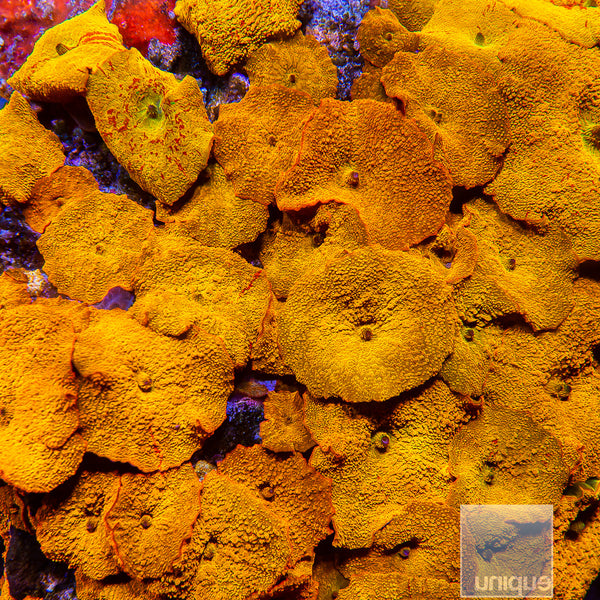 UC Burnt Orange OG Jawbreaker (Stock item) – UniqueCorals