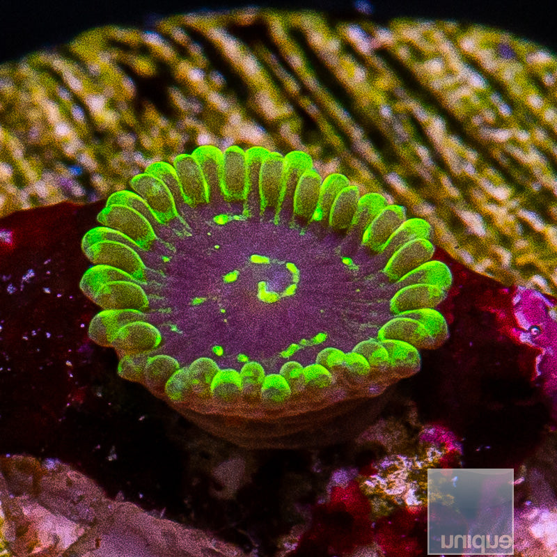 UC Exosphere Zoa