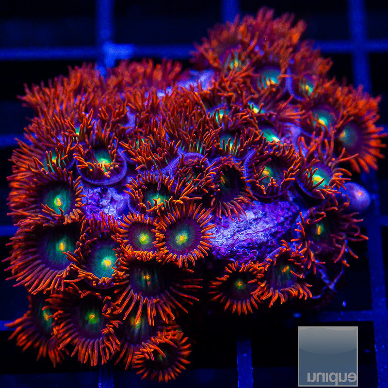 Red Skirt Zoanthid Colony-WYSIWYG