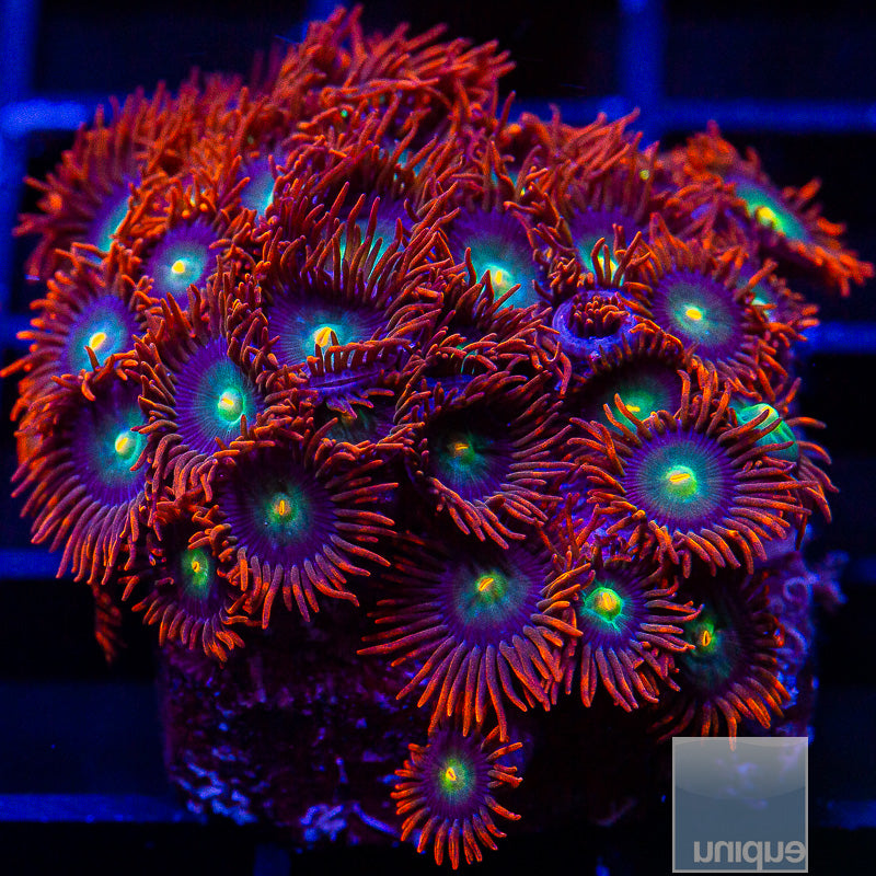 Red Skirt Zoanthid Colony-WYSIWYG