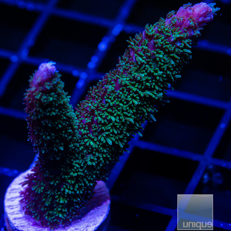 Purple Tip Acropora-WYSIWYG