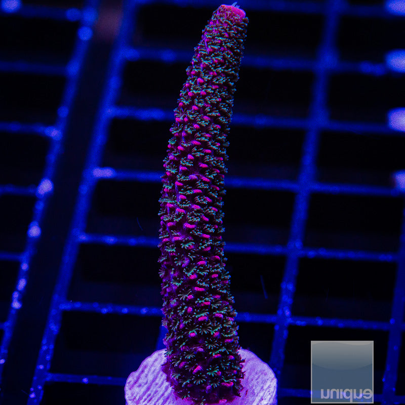 Hugo's Rainbow-WYSIWYG