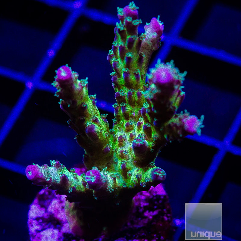 Purple Tip Acropora-WYSIWYG