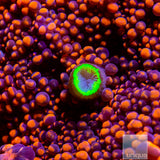 UC Super Orange Ricordea Yuma Mushroom