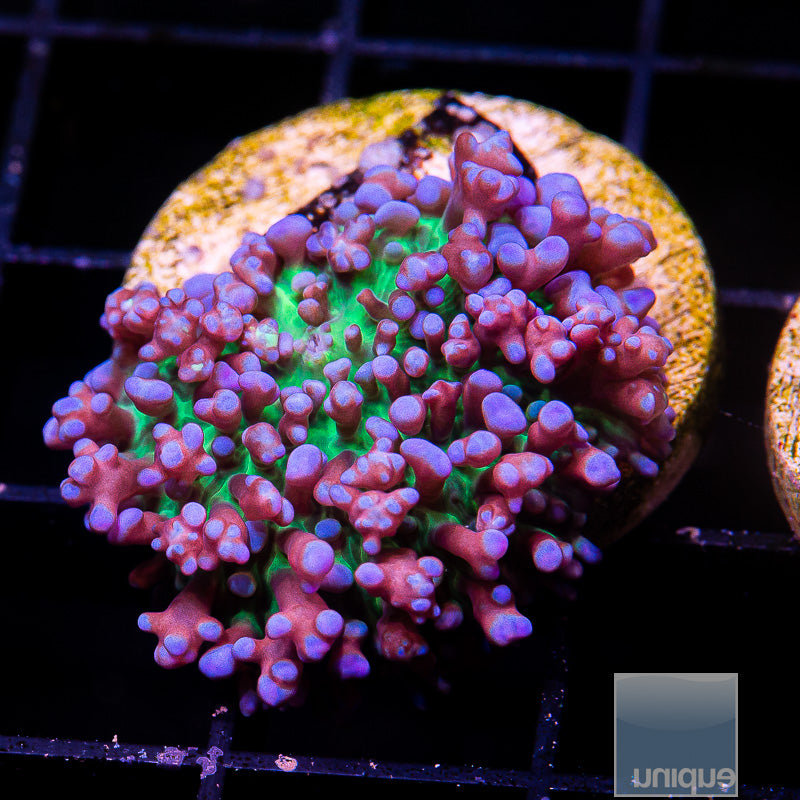 UC Hairy Purple Solomon Mushroom-WYSIWYG