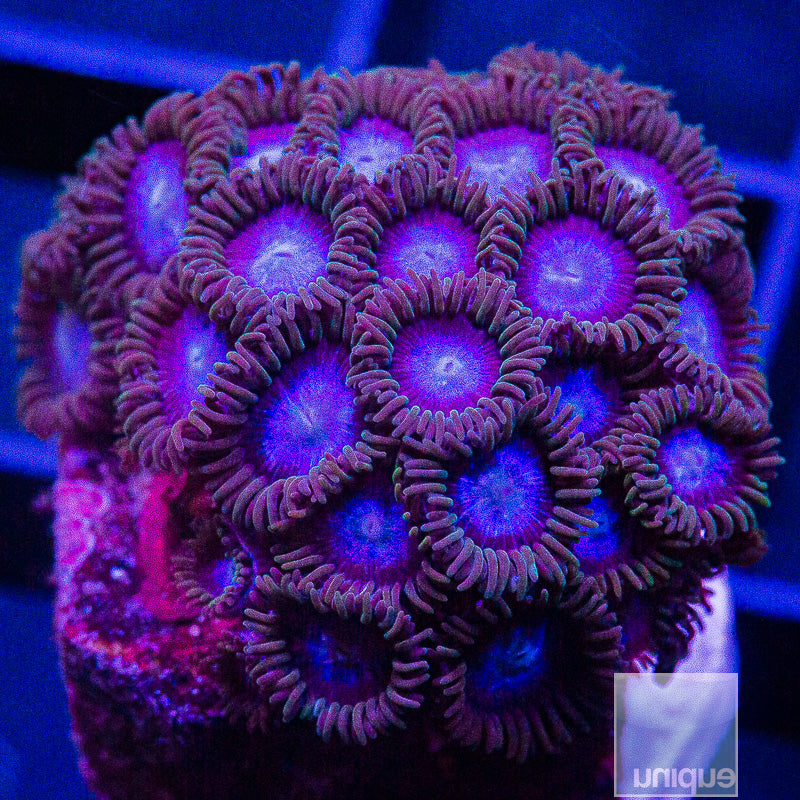 Glenn's Blue Zoanthid Colony-WYSIWYG